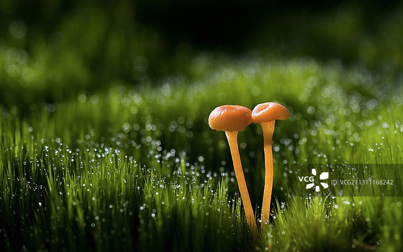 绿色黄色双菇图片素材