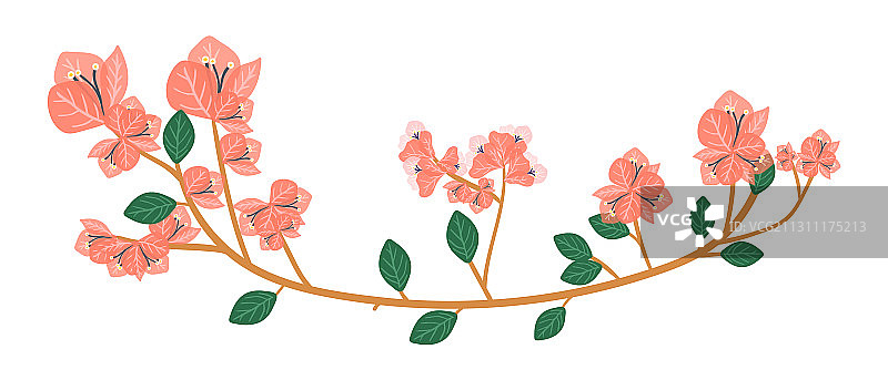 手绘三角梅花朵图片素材