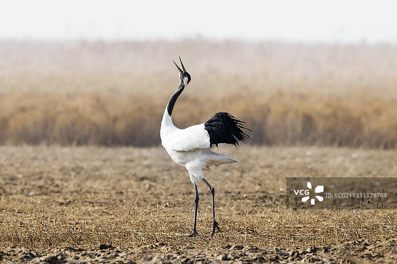 丹顶鹤图片素材