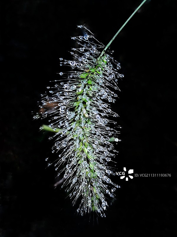 狗尾巴草上的露珠图片素材