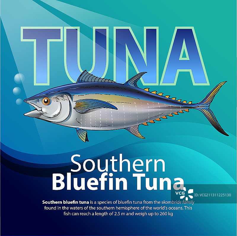 蓝鳍金枪鱼图片素材