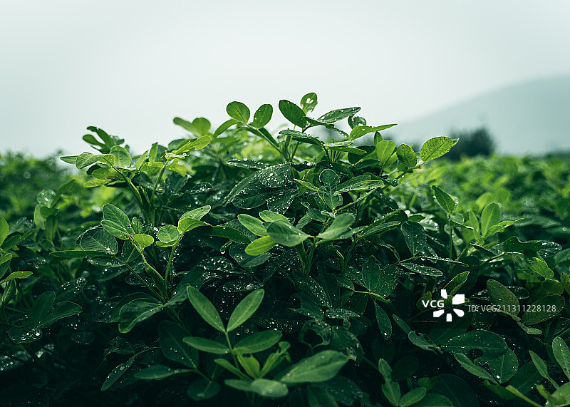 雨滴落在花生叶子上图片素材