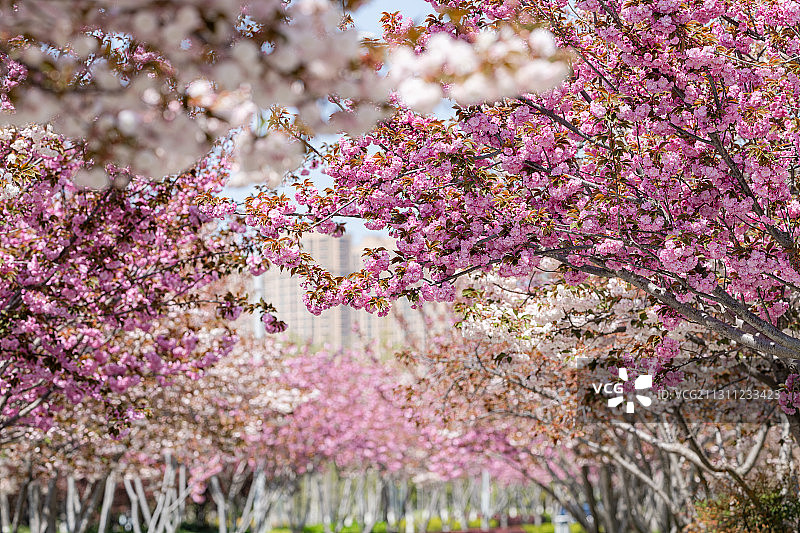 春天城市公园里盛开的日本樱花图片素材