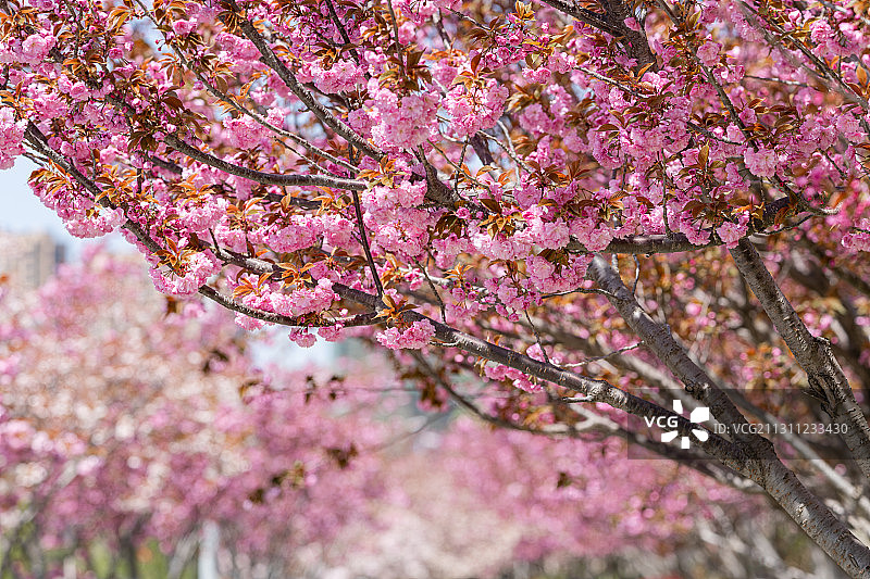 春天城市公园里盛开的日本樱花图片素材