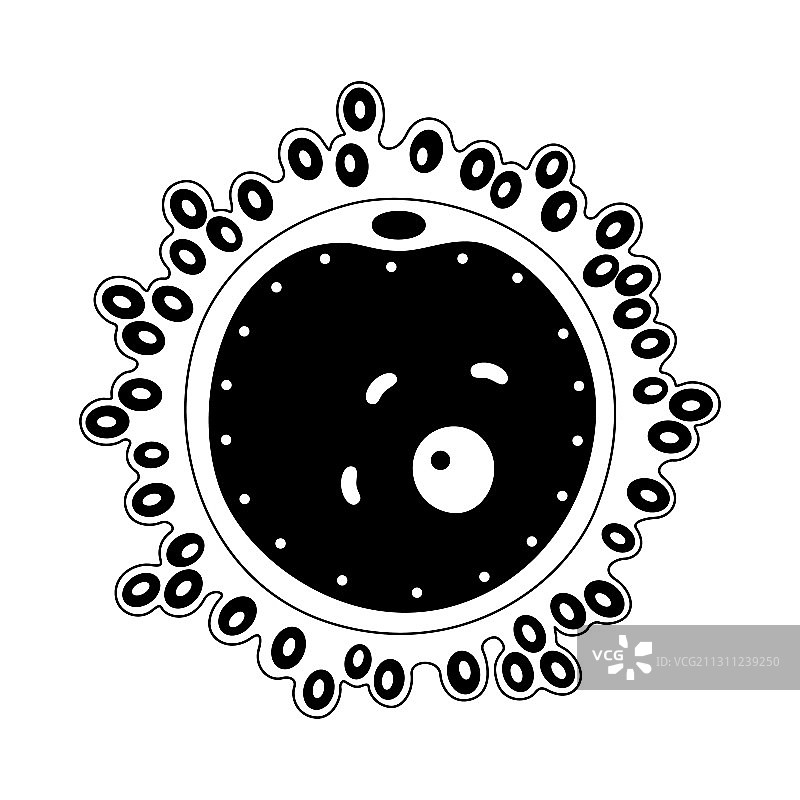 卵细胞解剖图片素材