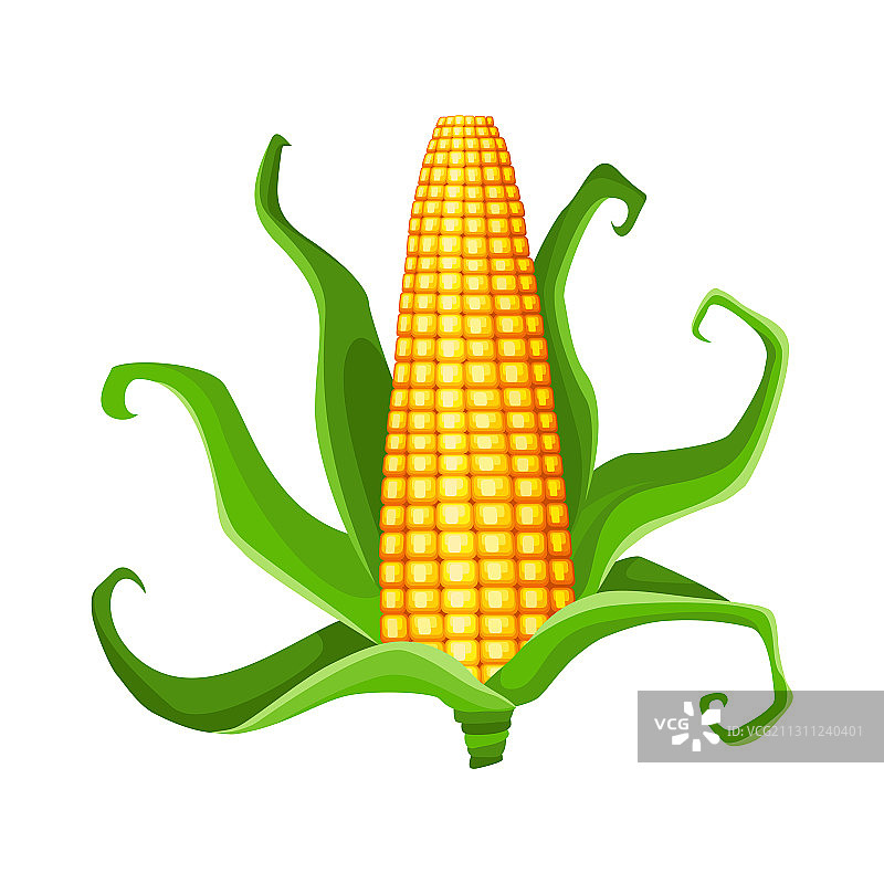 分离的成熟玉米棒黄色玉米图片素材