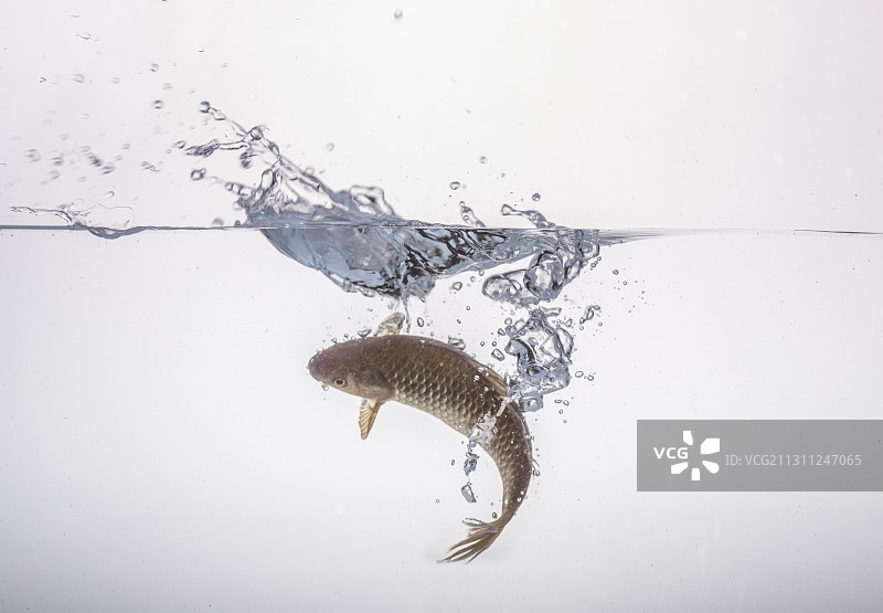 鲜活的鱼图片素材