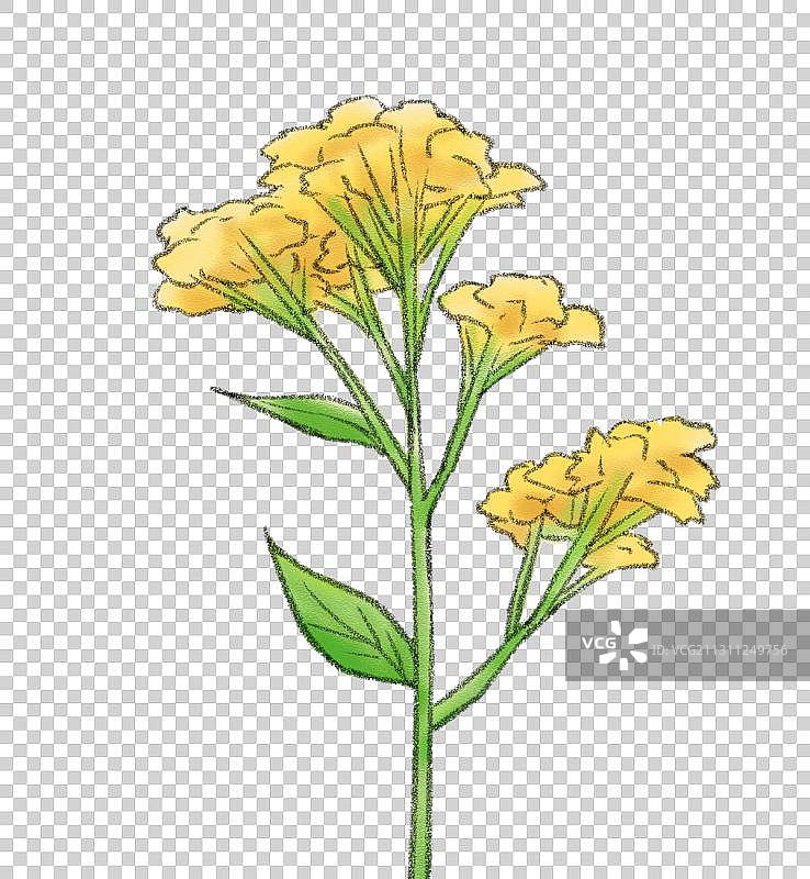 板蓝根花图片素材