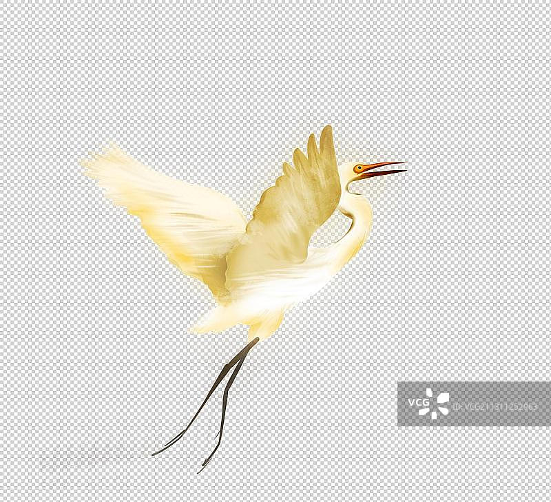 野生保护动物鸟类白鹭图片素材