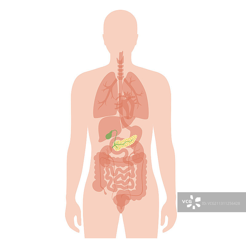 人体胰腺图片素材