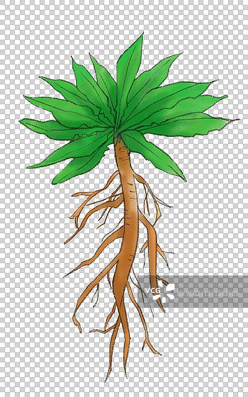 板蓝根图片素材