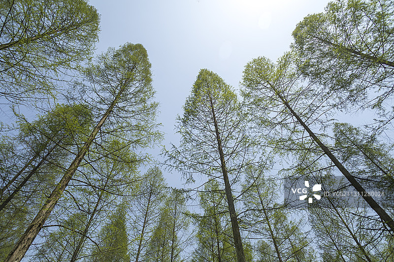 利川水杉林春意盎然图片素材
