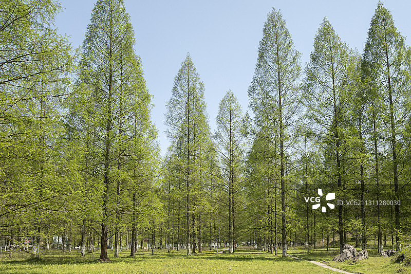 利川水杉林春意盎然图片素材