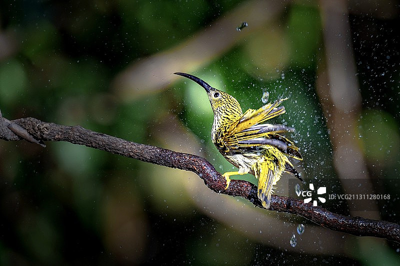 纹背捕蛛鸟图片素材