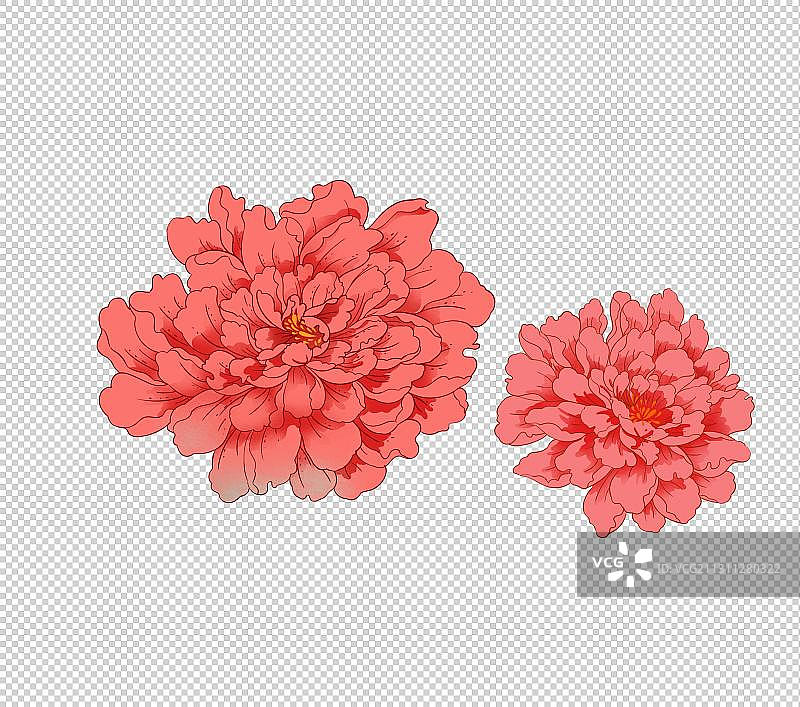 牡丹花图片素材