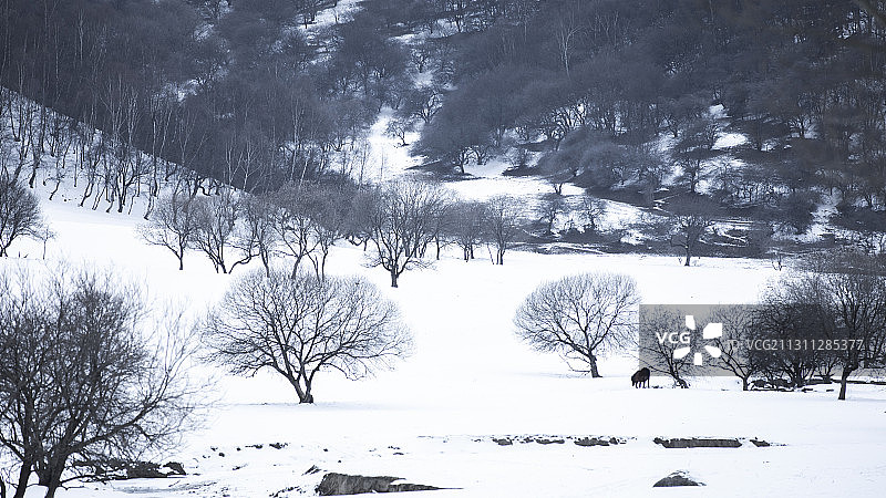 宝鸡关山草原景区冬日美景图片素材