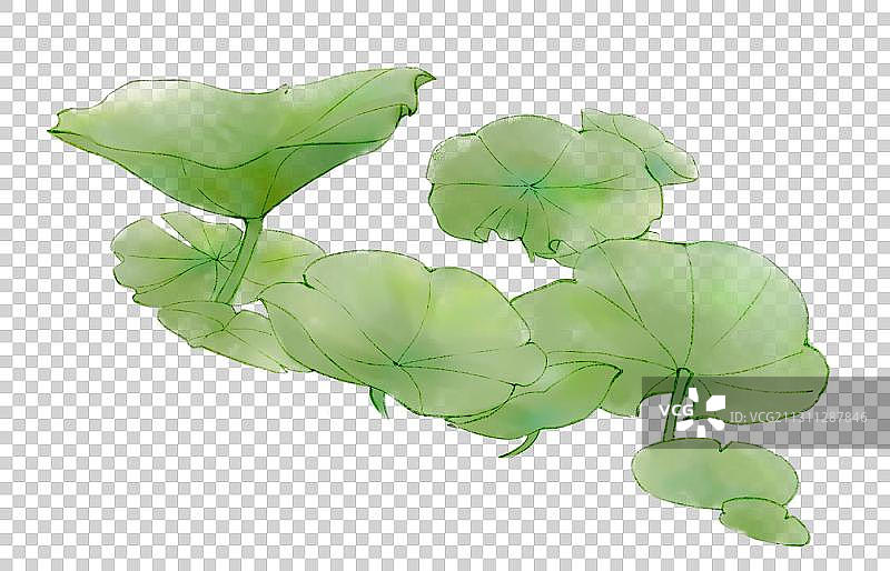 荷叶图片素材