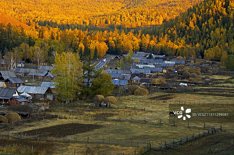 白哈巴村的秋色图片素材