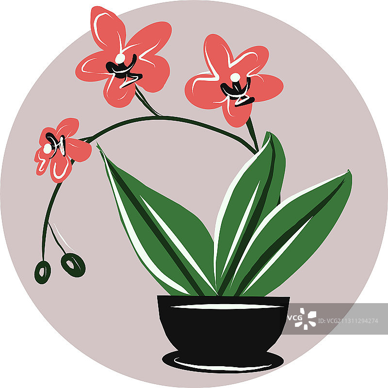 盆栽粉色兰花图片素材