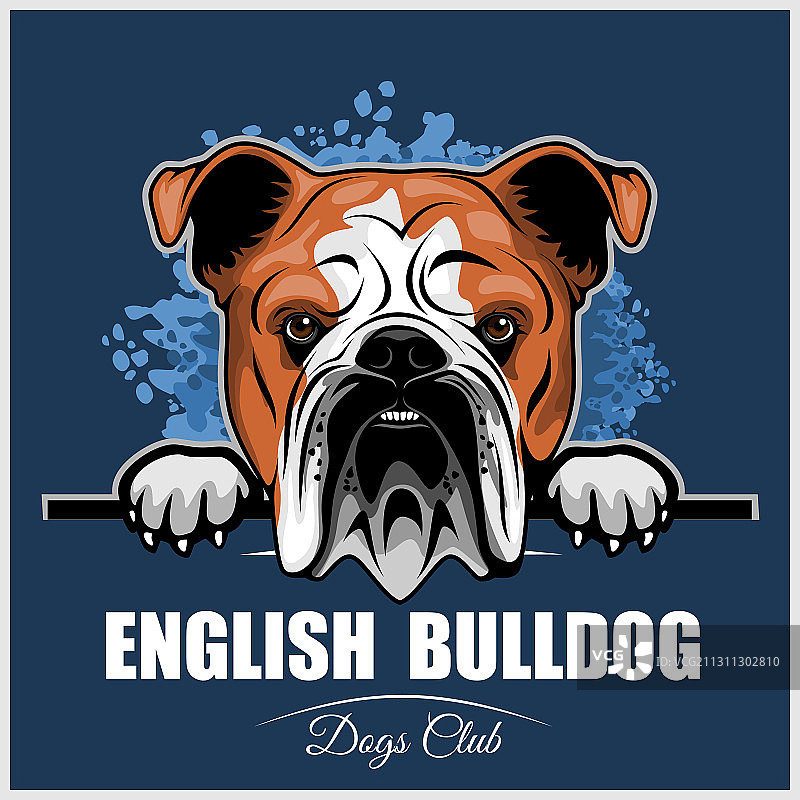 英国斗牛犬 - 偷看的狗狗 - 品种面部头像图片素材