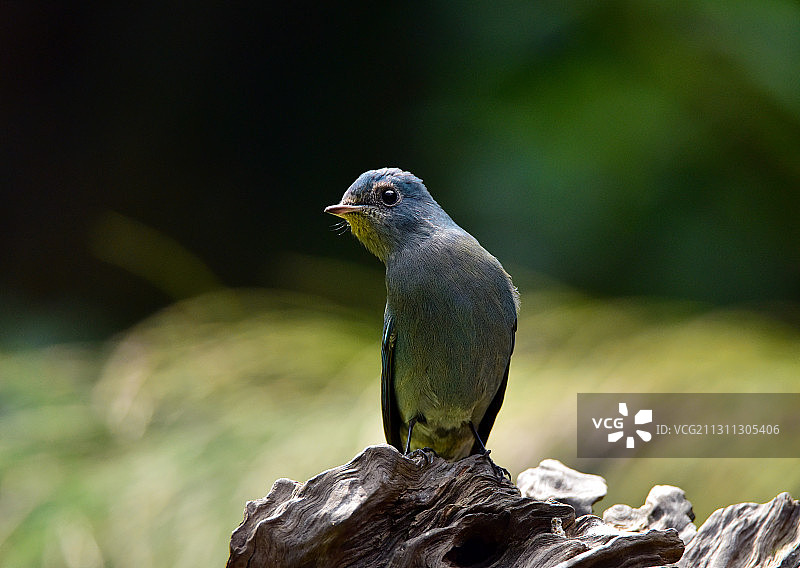 好奇注视的可爱小鸟铜蓝鹟图片素材