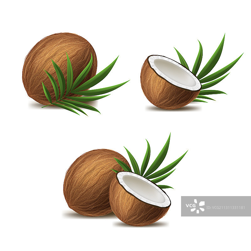 逼真3D全剖椰子模型图片素材