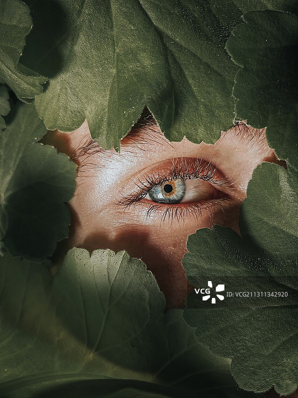 透过树叶看白人男孩的眼睛特写图片素材