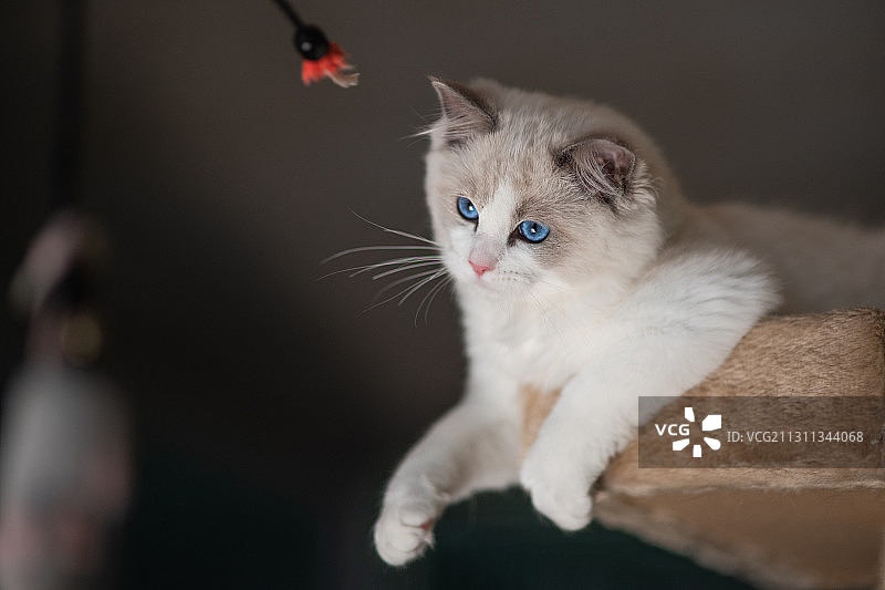 可爱的猫看向远方特写，挪威哈卡达图片素材