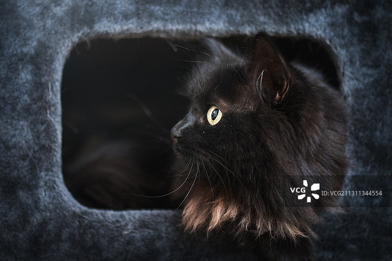 挪威哈卡达尔猫舍中向外看的黑猫特写图片素材