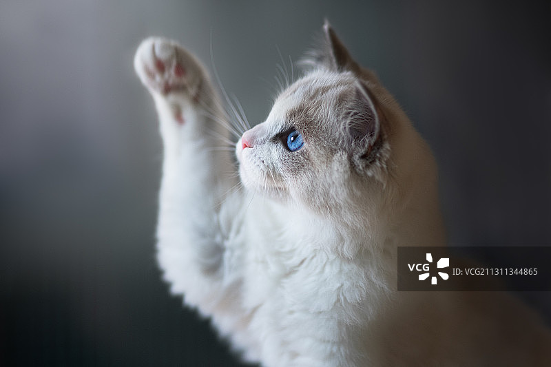 猫咪爪子特写，挪威哈卡达尔图片素材