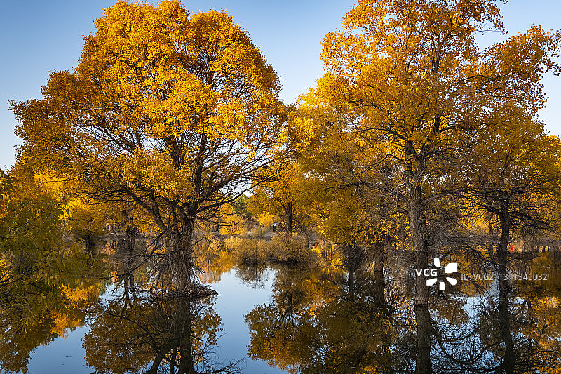 甘肃酒泉金塔沙漠胡杨林风景图片素材