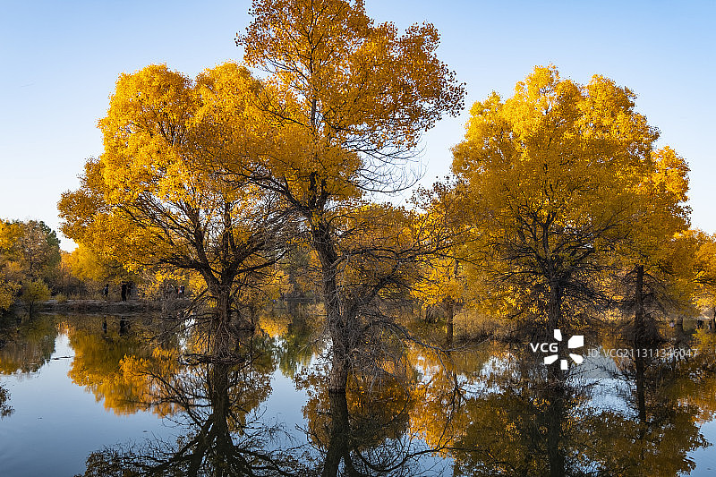 甘肃酒泉金塔沙漠胡杨林风景图片素材