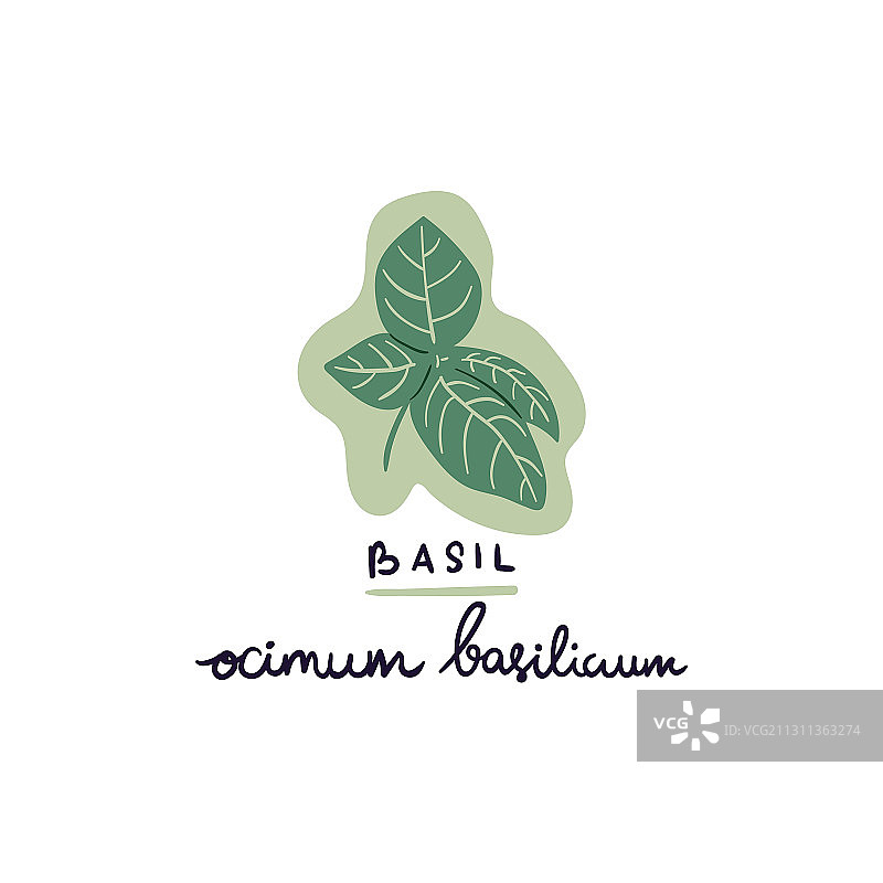 手绘罗勒图片素材