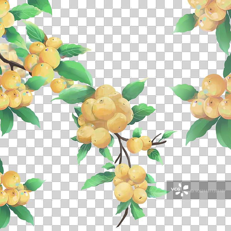 水果枇杷图片素材