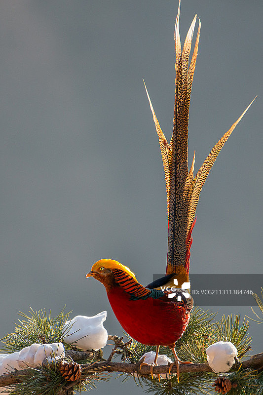 红腹锦鸡，遇见即是吉祥图片素材