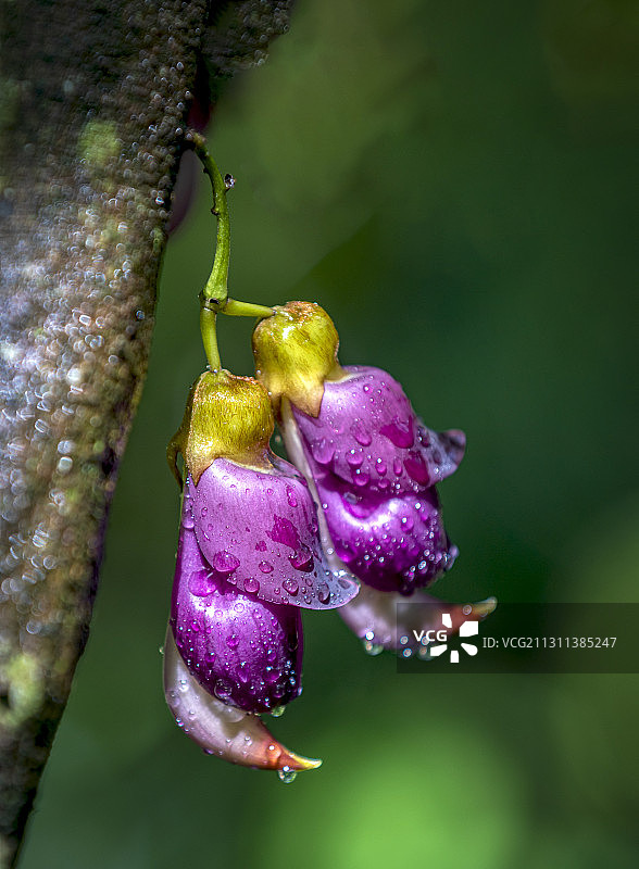 禾雀花开图片素材