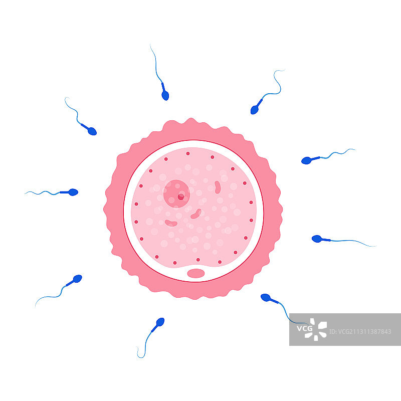 生殖系统概念图片素材