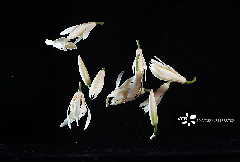 黑色背景跳动掉落慢动作棚拍白兰花广告素材图片素材