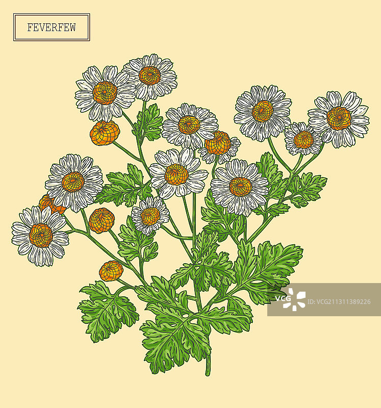 小白菊医疗分枝图片素材