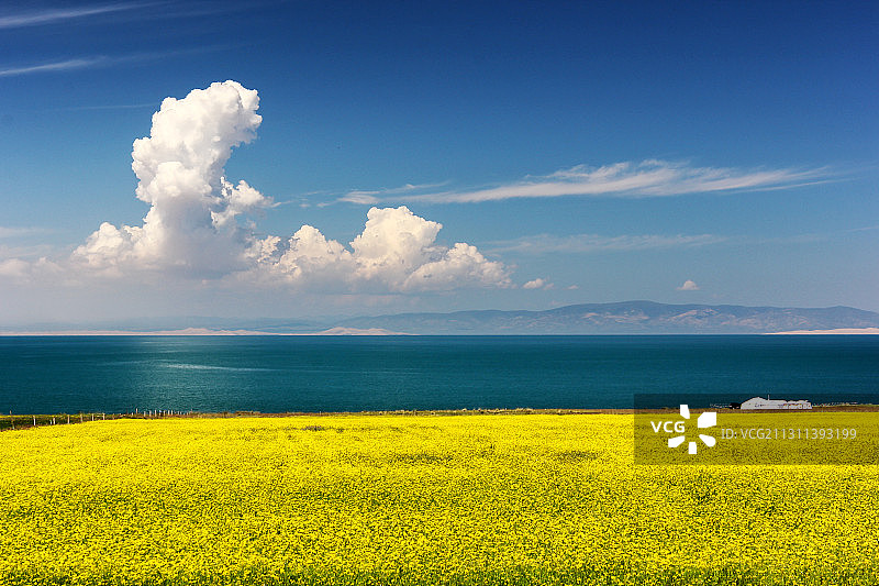 七月花季 • 青海湖图片素材