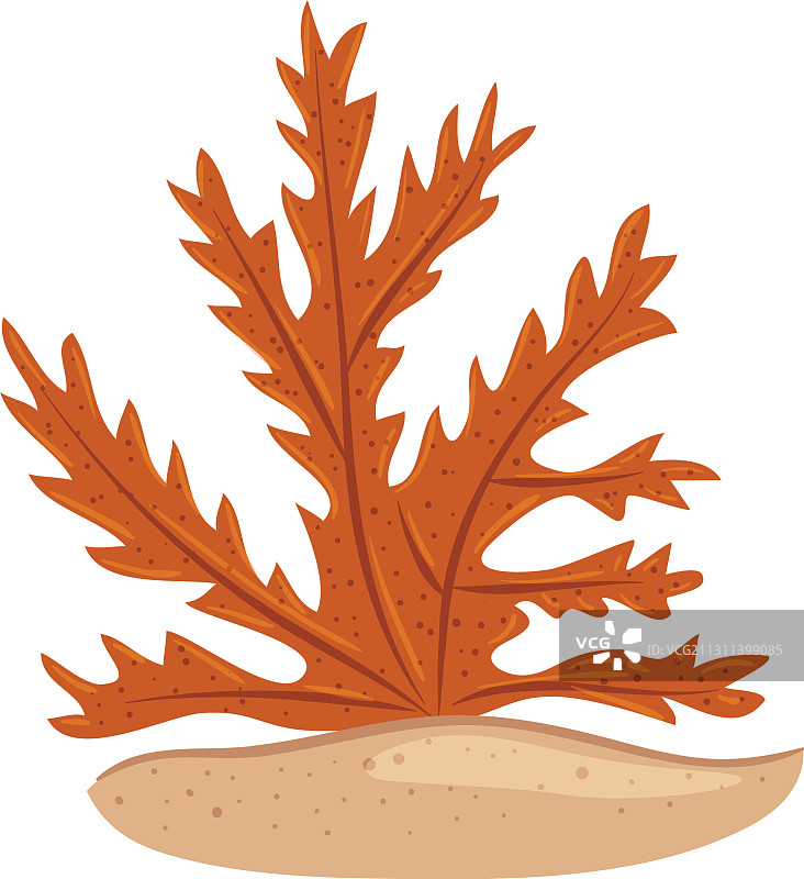 水下海藻水生海洋藻类植物图片素材