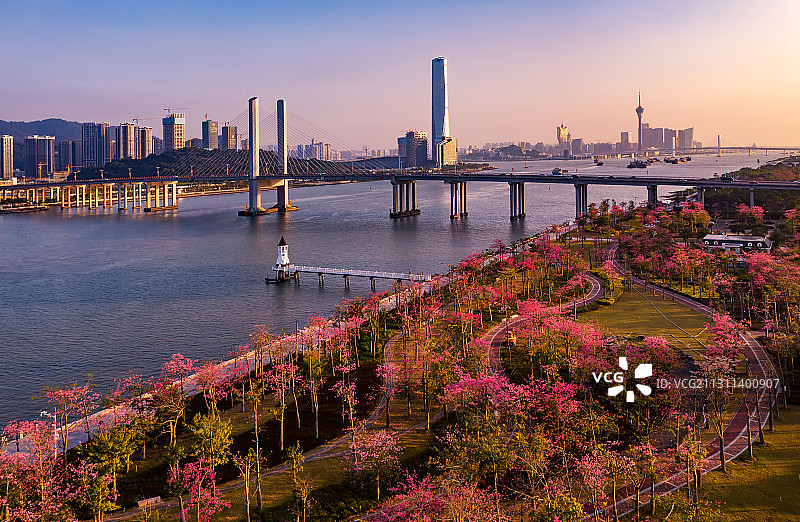 珠海横琴异木棉花海长廊图片素材