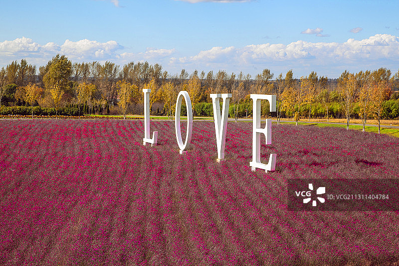 哈尔滨普罗旺斯薰衣草庄园图片素材