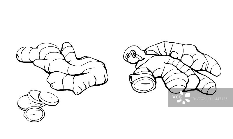 手绘生姜根健康饮食图片素材