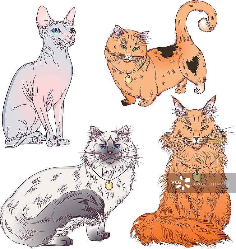 不同品种的猫咪合集图片素材