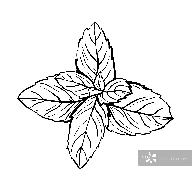 薄荷叶与香蜂花图片素材