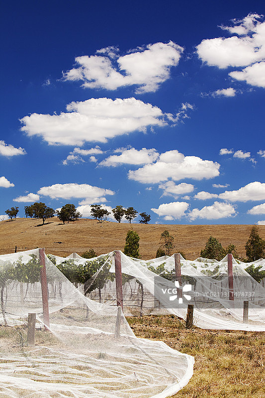 维多利亚州谢珀顿附近的葡萄藤，覆盖着防止鸟类侵害图片素材