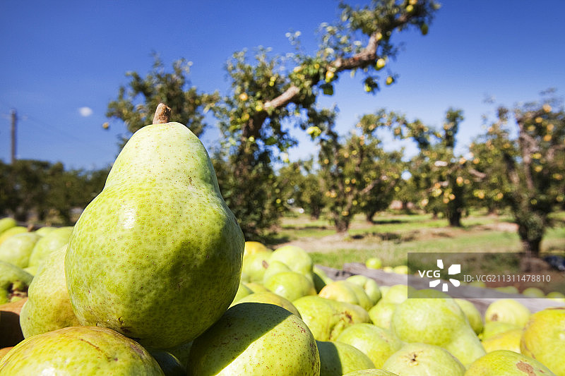 澳大利亚维多利亚州谢珀顿附近的梨园图片素材