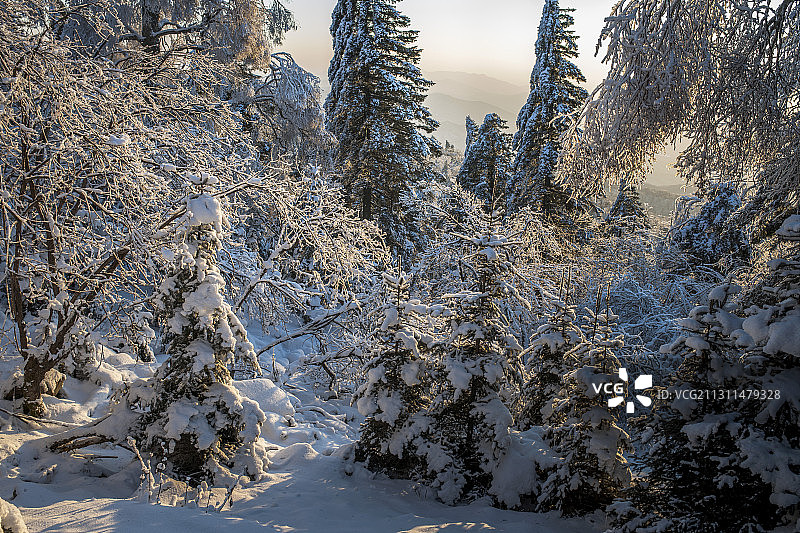 老爷岭雪松图片素材