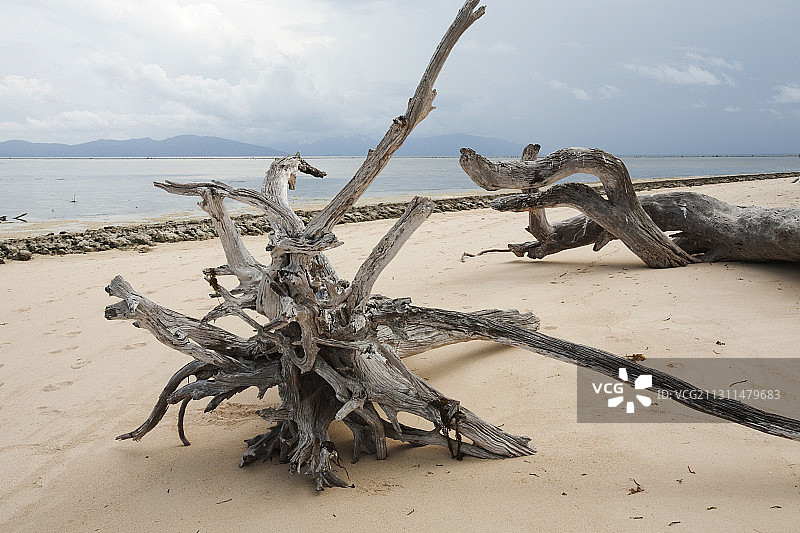 海平面上升导致树木倒塌，澳大利亚绿岛图片素材